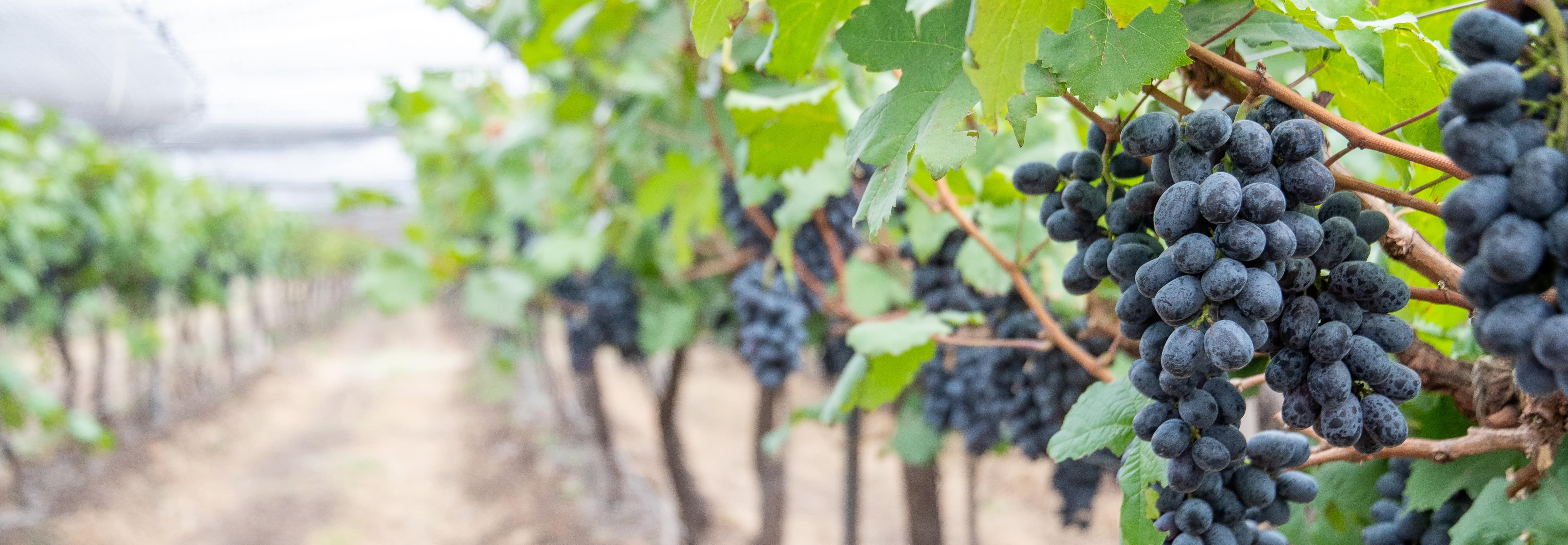 Manjari Shyama seedless grape variety developed by the National Research Centre for Grapes 