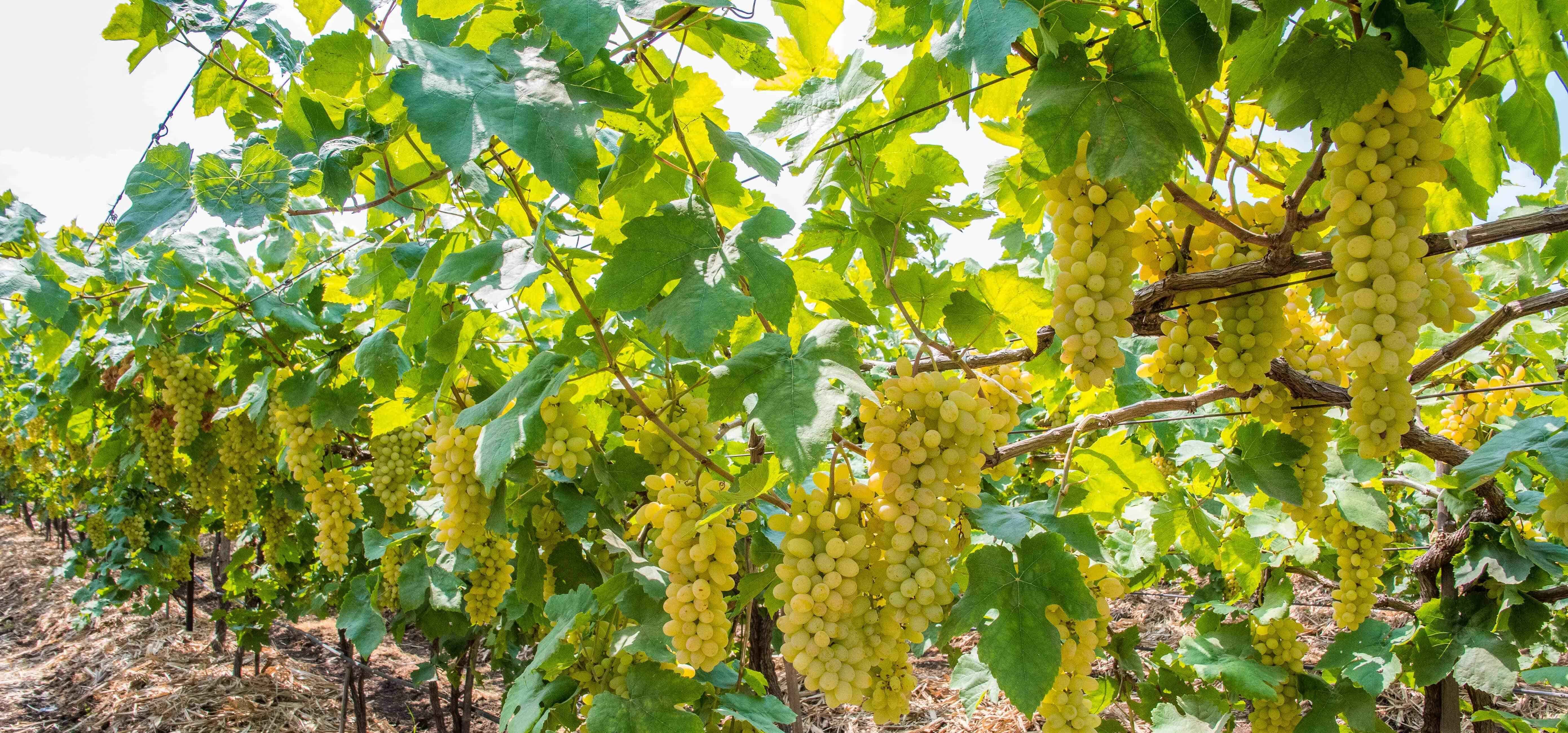 Manjari Kishmish Grape Variety of NRC Grapes with PPVFRA Rights