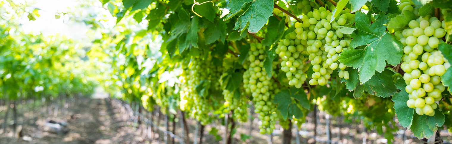 DSC_2425 Thompson Seedless grape variety developed by the National Research Centre for Grapes (NRCG)